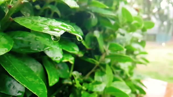 雨が降ってくると緑の葉とぬれたものの詳細は — ストック動画