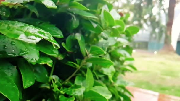 Detail of green leaf and wet when raining drops falling down, slow — Stock Video