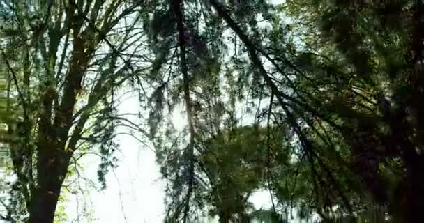 Forest trees silhouette and green spring summer leaves at — Stock Video