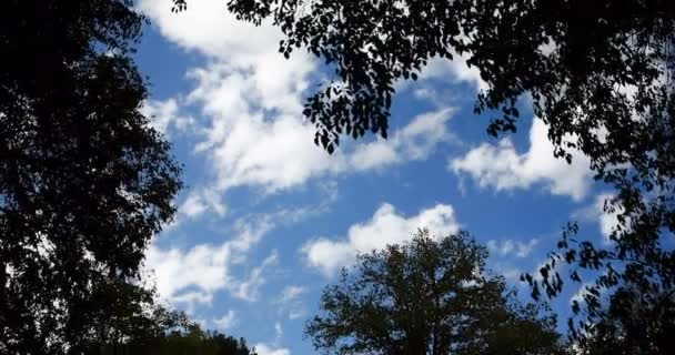 Floresta árvores silhueta e verde primavera verão folhas em — Vídeo de Stock