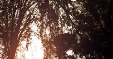 Orman ağaçları siluet gökyüzü günbatımı güneş patlaması ışınları ile