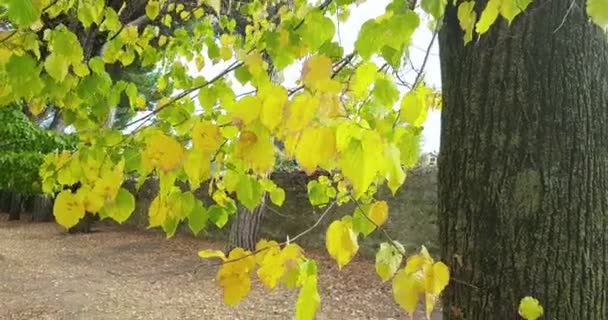 Arbres forestiers et feuilles vertes printemps été à — Video