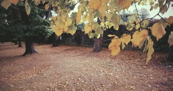 Δασικά δέντρα και πολύχρωμα κίτρινα και κόκκινα φθινόπωρο — Αρχείο Βίντεο