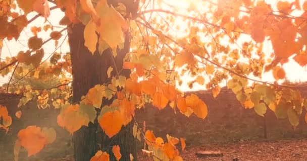 Δάσος δέντρα σιλουέτα ουρανό ηλιοβασίλεμα με φωτοβολίδα ακτίνες του ήλιου — Αρχείο Βίντεο