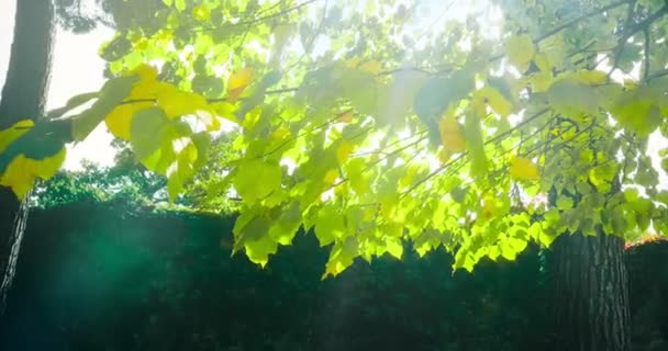 Erdei fák sziluettje és a zöld tavaszi nyári levelek: — Stock videók