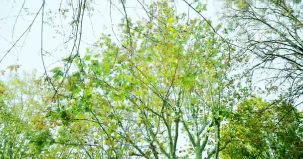 森林树木剪影和绿色的春天夏季叶 — 图库视频影像
