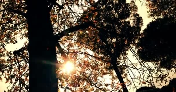 Silueta de árboles forestales al atardecer del cielo con rayos de destellos solares — Vídeo de stock
