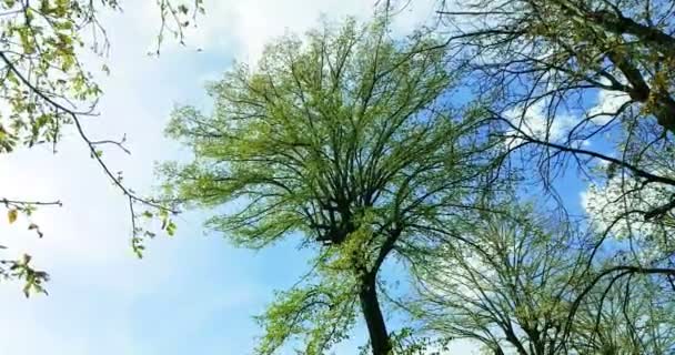 Waldbäume grün Frühling Sommer Blätter an — Stockvideo