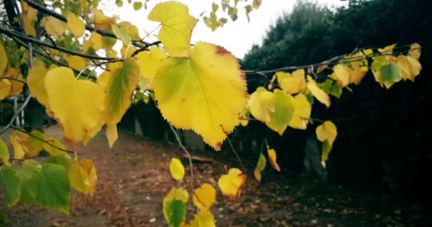 Forest trees and colorful yellow autumn leaves at daylight sky with sun flare rays flying through forest on nature — Stock Video