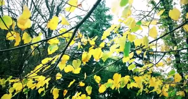 Alberi della foresta e foglie colorate giallo autunno al cielo luce del giorno con raggi di brillamento del sole che volano attraverso la foresta sullo sfondo della natura , — Video Stock