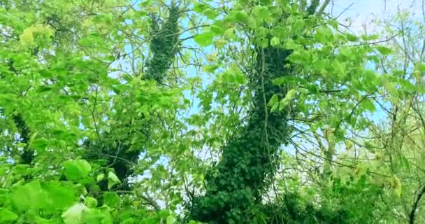 Forest trees silhouette and green spring summer leaves at — Stock Video