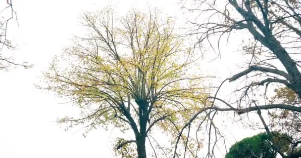 Silhueta de árvores florestais e outono amarelo colorido — Vídeo de Stock