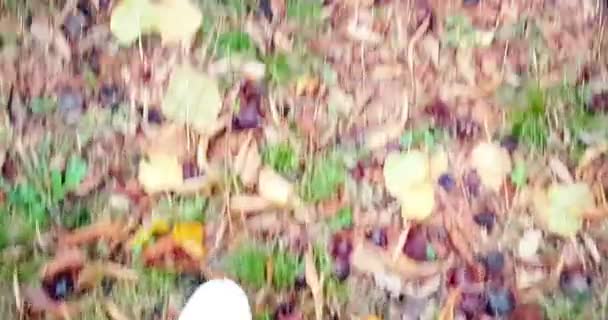 Primo piano di scarpe da ginnastica bianche uomo camminare vista dall'alto sul tappeto di autunno colorato — Video Stock