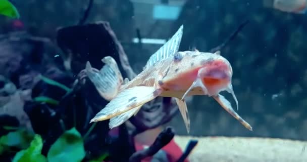 Poissons colorés tropicaux dans l'aquarium avec de l'eau bleue et l'environnement réel, coulant avec lent — Video