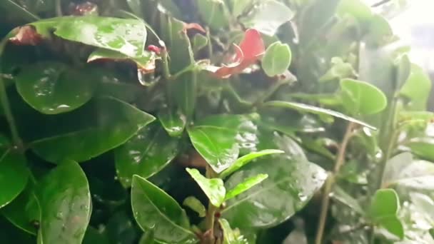 Detail of green leaf and wet when raining drops falling down, slow — Stock Video