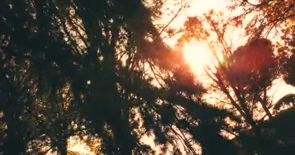 Bosque árboles silueta al atardecer cielo con rayos de la bengala del sol que vuelan a través del bosque en el fondo de la naturaleza, concepto de — Vídeo de stock