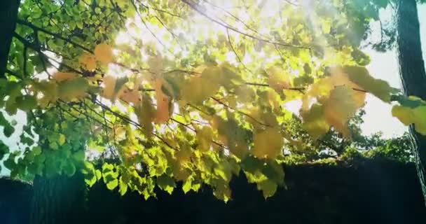 Árboles forestales y coloridas hojas amarillas de otoño en el cielo de la luz del día con rayos de sol volando a través del bosque en el fondo de la naturaleza , — Vídeo de stock