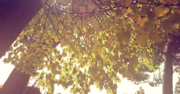 Bosque árboles silueta al atardecer cielo con rayos de la bengala del sol que vuelan a través del bosque en el fondo de la naturaleza, concepto de — Vídeo de stock