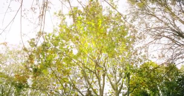 Floresta árvores silhueta e verde primavera verão folhas à luz do dia céu com raios de sol que voam através da floresta na natureza — Vídeo de Stock