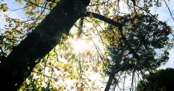 自然を背景に森の中を飛ぶ太陽フレア光線で空の夕日に森の木のシルエット、 — ストック動画