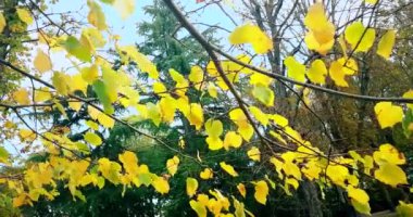 Orman ağaçları ve renkli sarı sonbahar yaprakları yaz gökyüzüne güneş patlaması ışınları orman doğa arka plan üzerinde uçan ile,