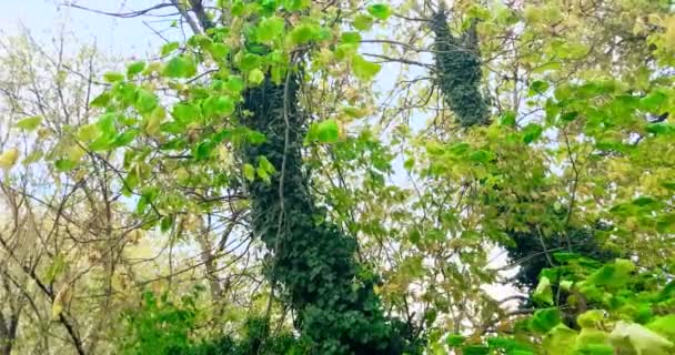 Forest trees silhouette and green spring summer leaves at daylight sky with sun flare rays flying through forest on nature — Stock Video