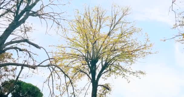 silhouette des arbres forestiers et vert, feuilles jaunes printemps été au ciel de la lumière du jour avec des rayons de lumière du soleil volant à travers la forêt sur 