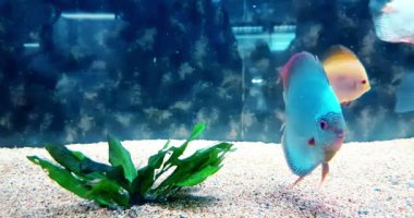 Akvaryumdaki renkli balıklar mavi su ve gerçek çevreyle yavaş akıyor.