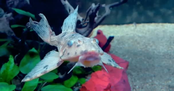 Barevné ryby tropické v akváriu s modrou vodou a reálným prostředím, tekoucí pomalu — Stock video
