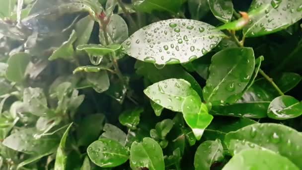 Detail of green leaf and wet when raining drops falling down, slow — Stock Video