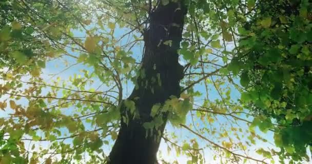 Bos bomen silhouet en groene lente zomer vertrekt — Stockvideo