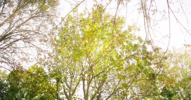 arbres forestiers vert printemps été feuilles à