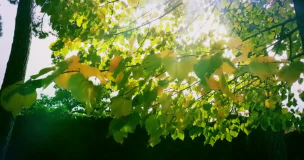 Forest Trees Silhouette Green Spring Summer Leaves Daylight Sky Sun — Stock Video