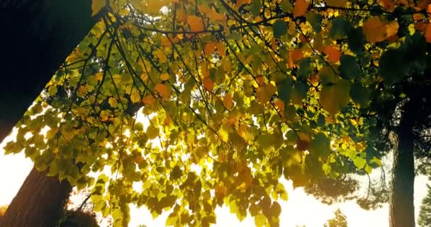 Silueta Árboles Forestales Coloridas Hojas Amarillas Rojas Otoño Cielo Luz — Vídeo de stock