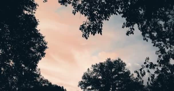 Floresta Árvores Silhueta Verde Primavera Verão Folhas Pôr Sol Céu — Vídeo de Stock