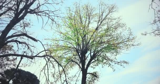 Skogens träd silhuett och gröna våren sommaren lämnar på — Stockvideo