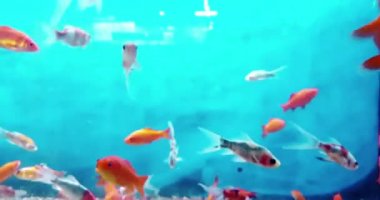 Akvaryumdaki renkli balıklar mavi su ve gerçek çevreyle yavaş akıyor.