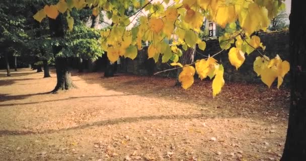 Δασικά δέντρα και πολύχρωμες κίτρινες και κόκκινες φθινοπωρινές άδεια που πέφτουν στον άνεμο και τη φύση, έννοια της φύσης — Αρχείο Βίντεο