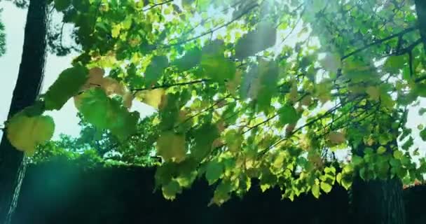 Forêt arbres silhouette et vert printemps été feuilles à la lumière du jour ciel avec soleil éclair rayons volant à travers la forêt sur la nature — Video