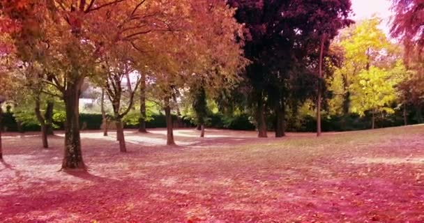 Δασικά δέντρα και πολύχρωμα κίτρινα και κόκκινα φθινοπωρινά φύλλα πέφτουν — Αρχείο Βίντεο