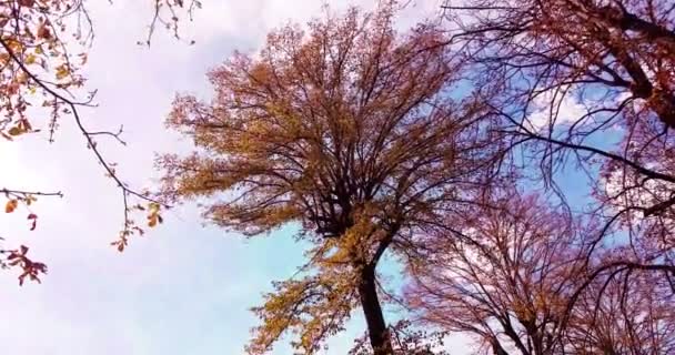 Bos bomen silhouet en kleurrijke gele en rode herfst bladeren bij daglicht hemel met zon flare stralen vliegen door bos op — Stockvideo