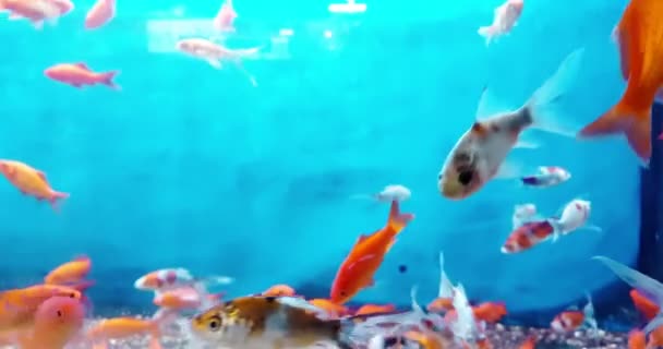 Peces coloridos tropicales en el acuario con agua azul y el medio ambiente real, que fluye con lento — Vídeo de stock