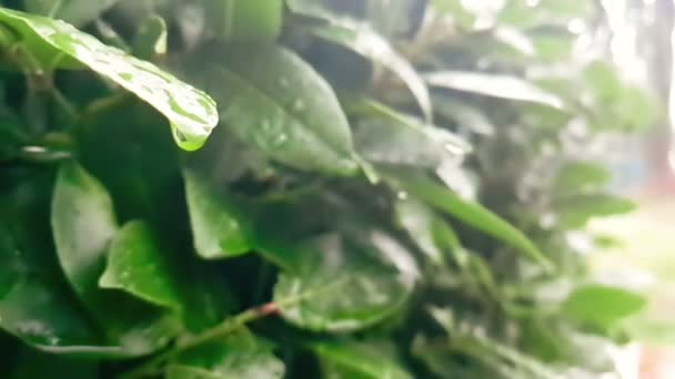 Detail of green leaf and wet when raining drops falling down, slow — Stock Video