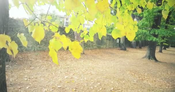 Forest trees and green spring summer yellow leaves at — Stock Video