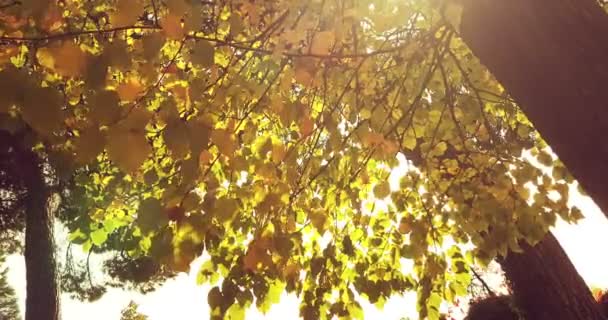 Silueta de árboles forestales y coloridas hojas amarillas y rojas de otoño en el cielo de la luz del día con rayos de sol que vuelan a través del bosque en — Vídeo de stock