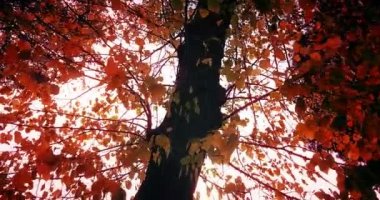 Orman ağaçları siluet ve renkli sarı ve kırmızı sonbahar