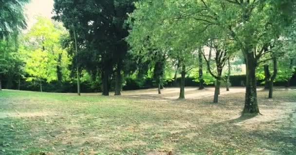 Arbres forestiers et feuilles vertes printemps été à — Video