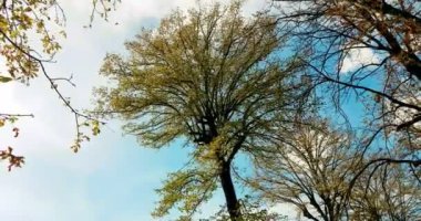 orman ağaçları yeşil bahar yaz yaprakları gün ışığı gökyüzünde güneş parlama ışınları doğada orman boyunca uçan