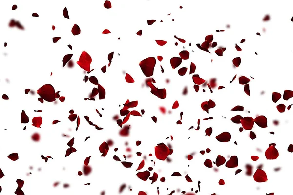 Röda färgglada kronblad steg flygande animation på vit bakgrund, l — Stockfoto