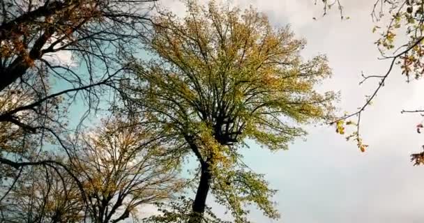 Waldbäume Silhouette und bunte gelbe und rote Herbstblätter bei Tageslicht Himmel mit Sonnenstrahlen fliegen durch den Wald auf — Stockvideo